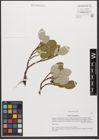 Foto von Salix reticulata L.